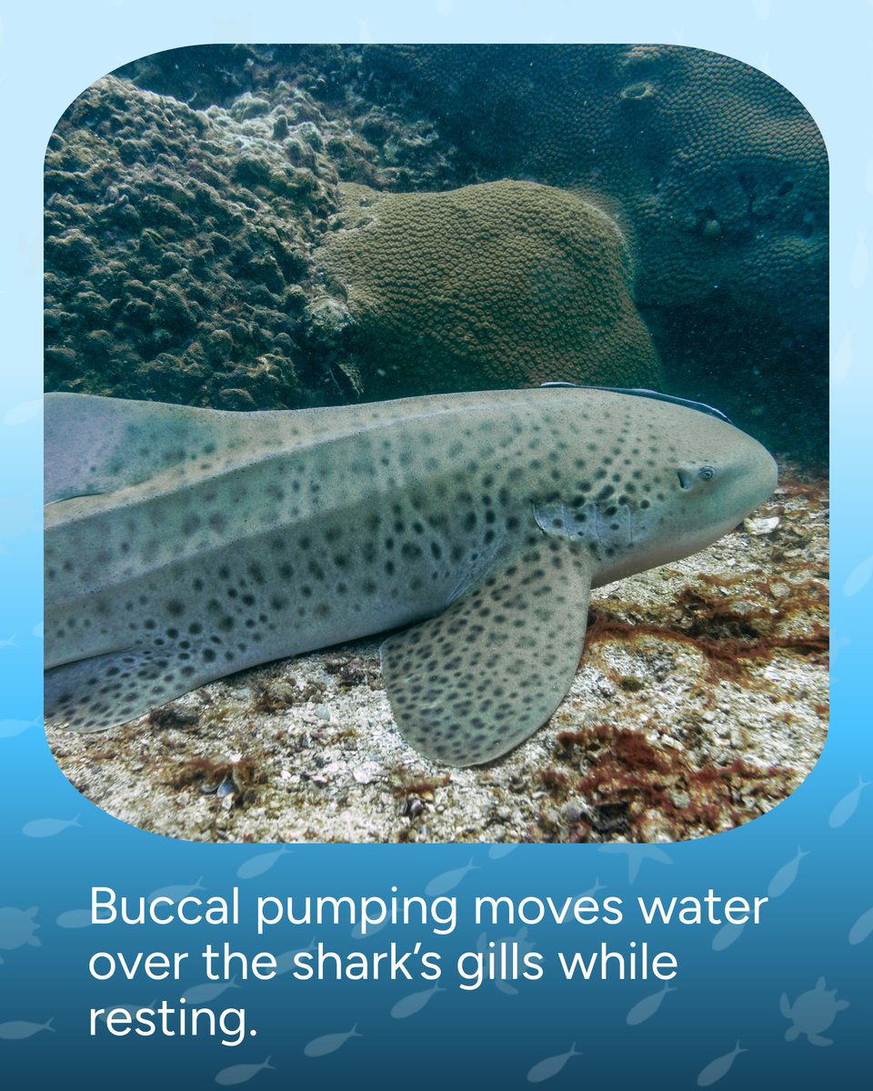 Wave_Browser's tweet image. 🦈 Myth: All sharks must keep swimming to survive.
🧠 Fact: Some species can actually rest on the ocean floor.
Understanding our oceans means breaking the myths that hold us back.

#OceanFacts #SharkFacts #WaveBrowser #SaveOurOcean #PlasticFreeOcean #EcoEducation
