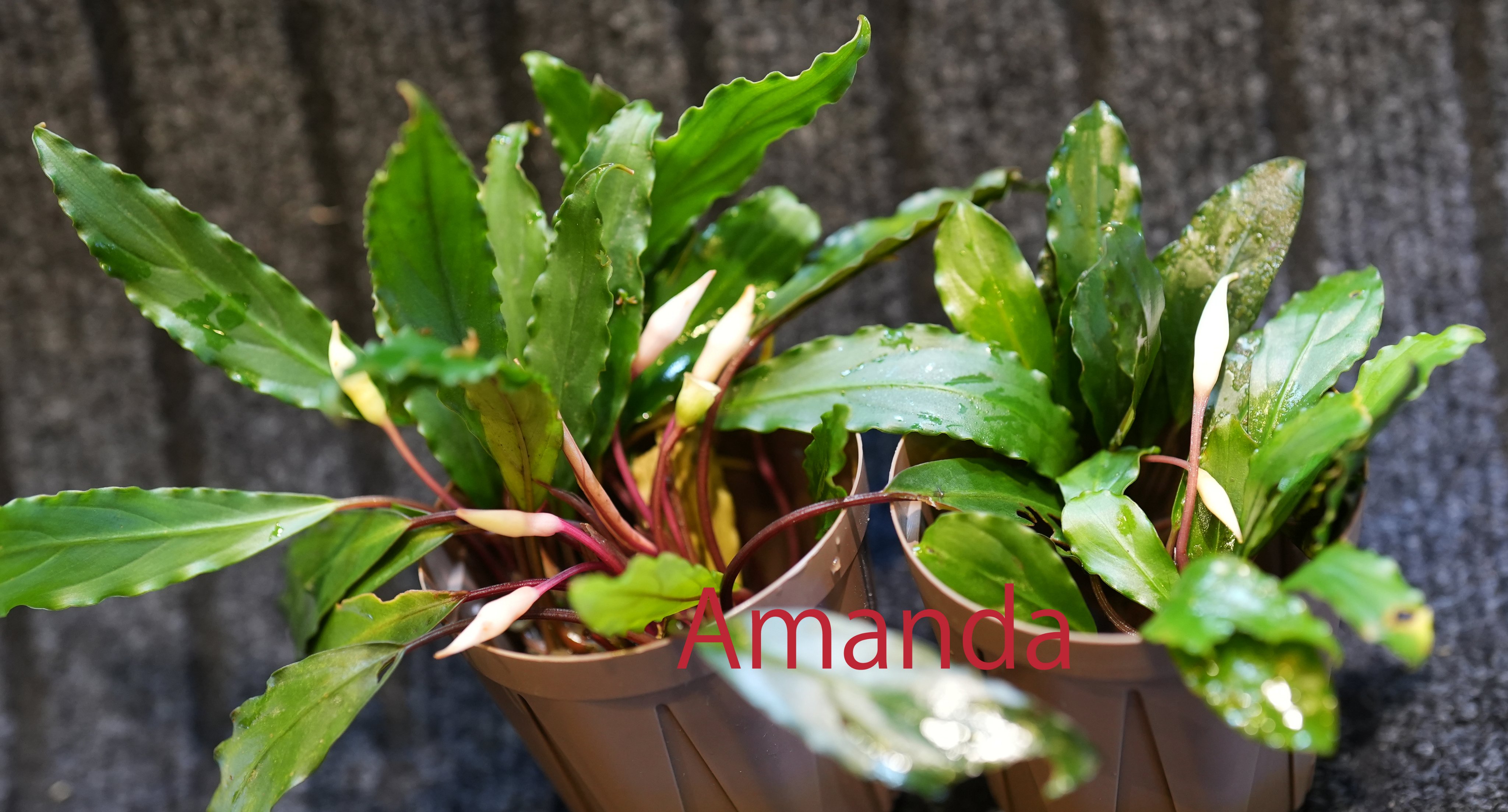 ✳* エリコイデス ✳* 挿し穂 シンフィオトリカム・エリコイデスの増やし方