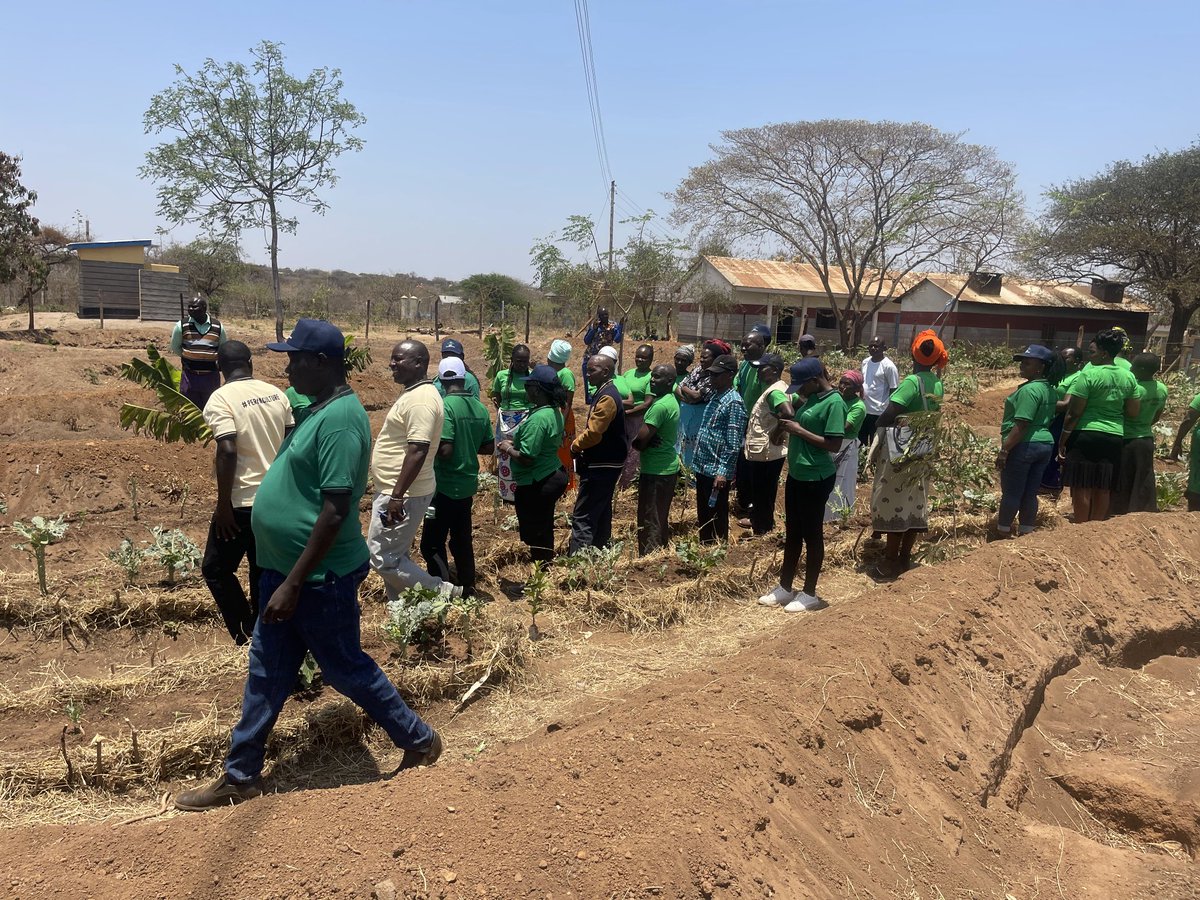 KE4Resilience's tweet photo. At Nzawa Primary, parents, teachers &amp; learners are growing a food forest using permaculture—sack gardens, banana circles &amp; water harvesting. Their harvest now feeds 400+ pupils twice a week, proving schools can grow not just food, but resilience &amp; hope. https://t.co/a8RIFokjjp