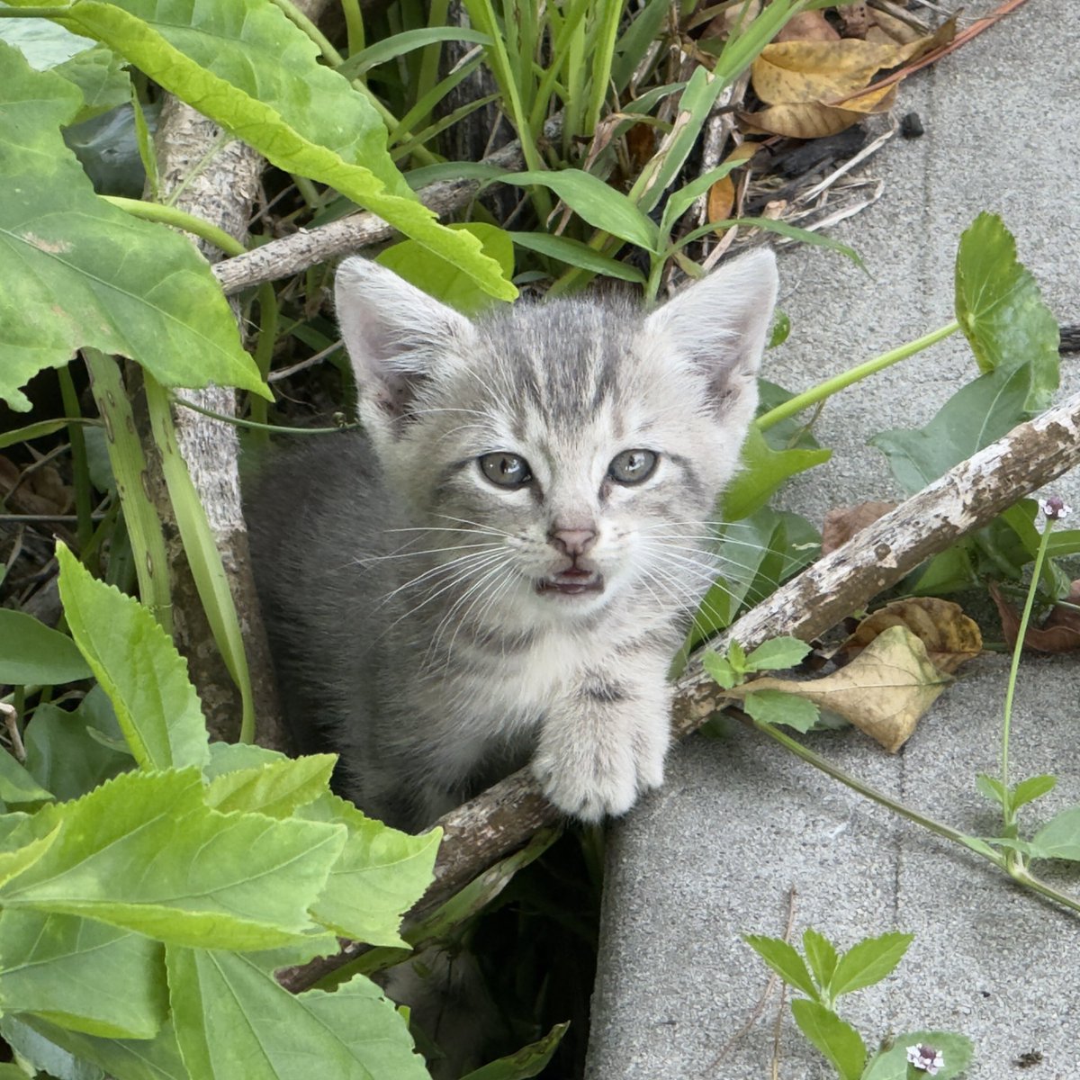 Found another stray kitten and I can’t take another one in. Is anybody looking for a new cat take to take in?