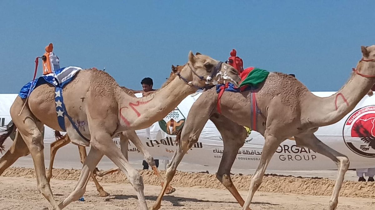 اليوم شهدت سيناء عُرسا رياضيا بمهرجان الهجن حيث امتزجت الأصالة بالعراقة وعلى هامش الفعاليات تم استعراض صقور سيناء في لوحة جسدت العزة والكبرياء
وشرفنا بالحضور الوفد القطري برئاسة معالي الشيخ علي بن عبدالله آل ثاني
مصر كانت وستظل دائمًا أرض القوة والاستقرار وملتقى الأصالة والتراث