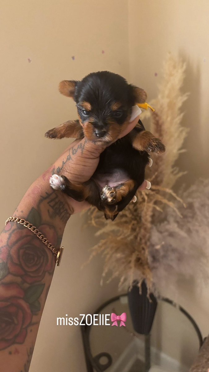 Heyy !! Looking to rehome my new litter of Yorkie teacups if your interested or got question inbox me !!! 🤍🤍🩵