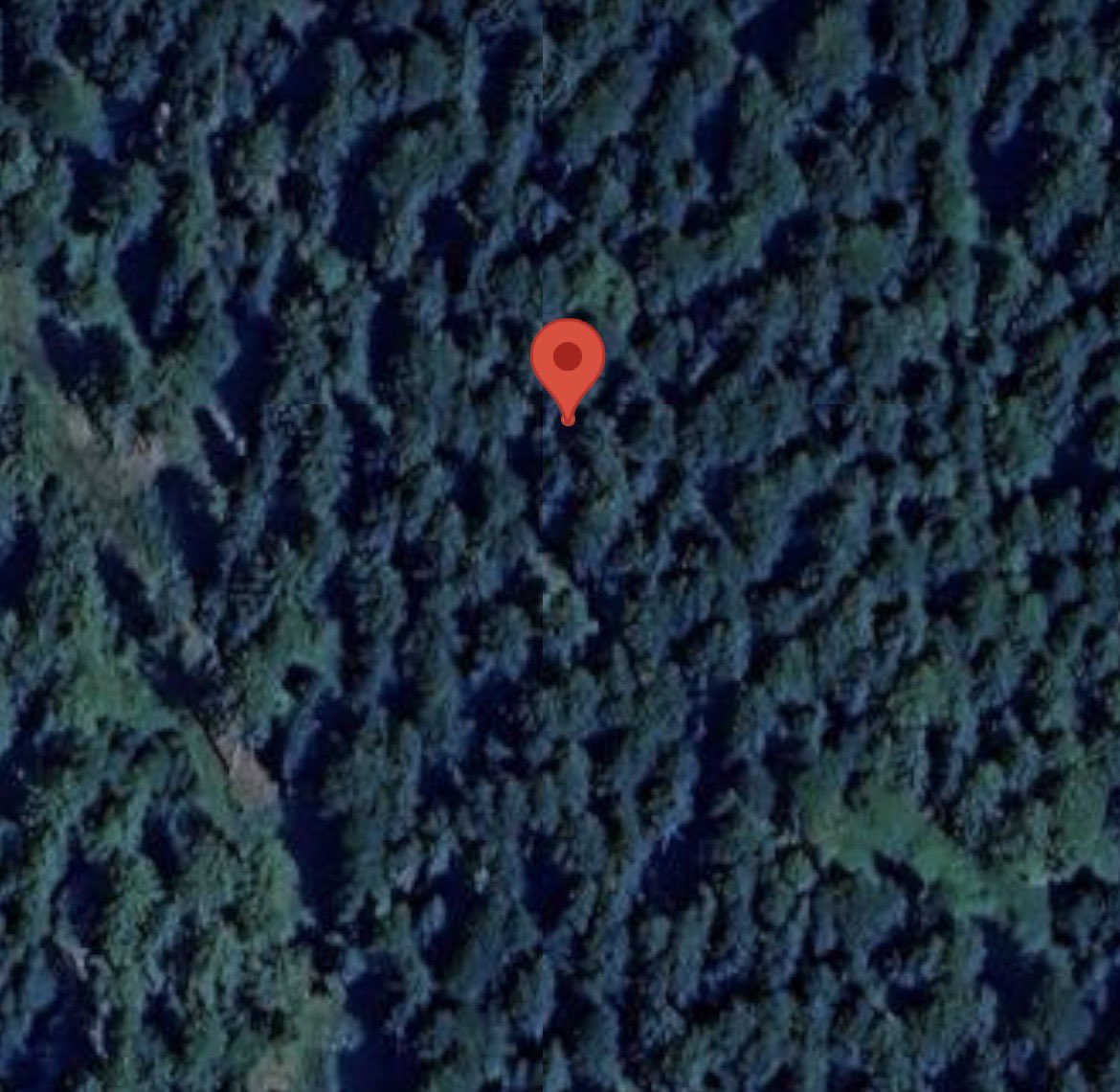 Minimal_Compact's tweet image. Trouvé des cèpes………………..ici 👇🏼