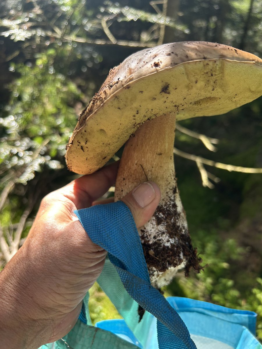 Minimal_Compact's tweet image. Trouvé des cèpes………………..ici 👇🏼