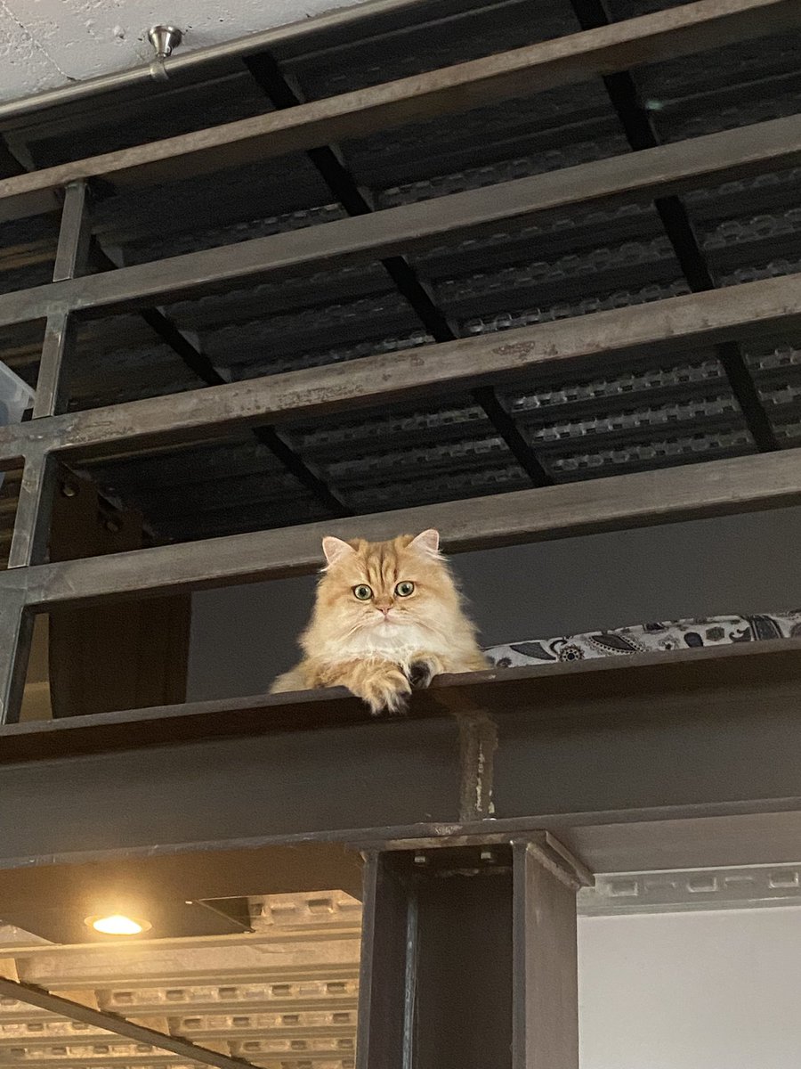 AvoKalif tweet media