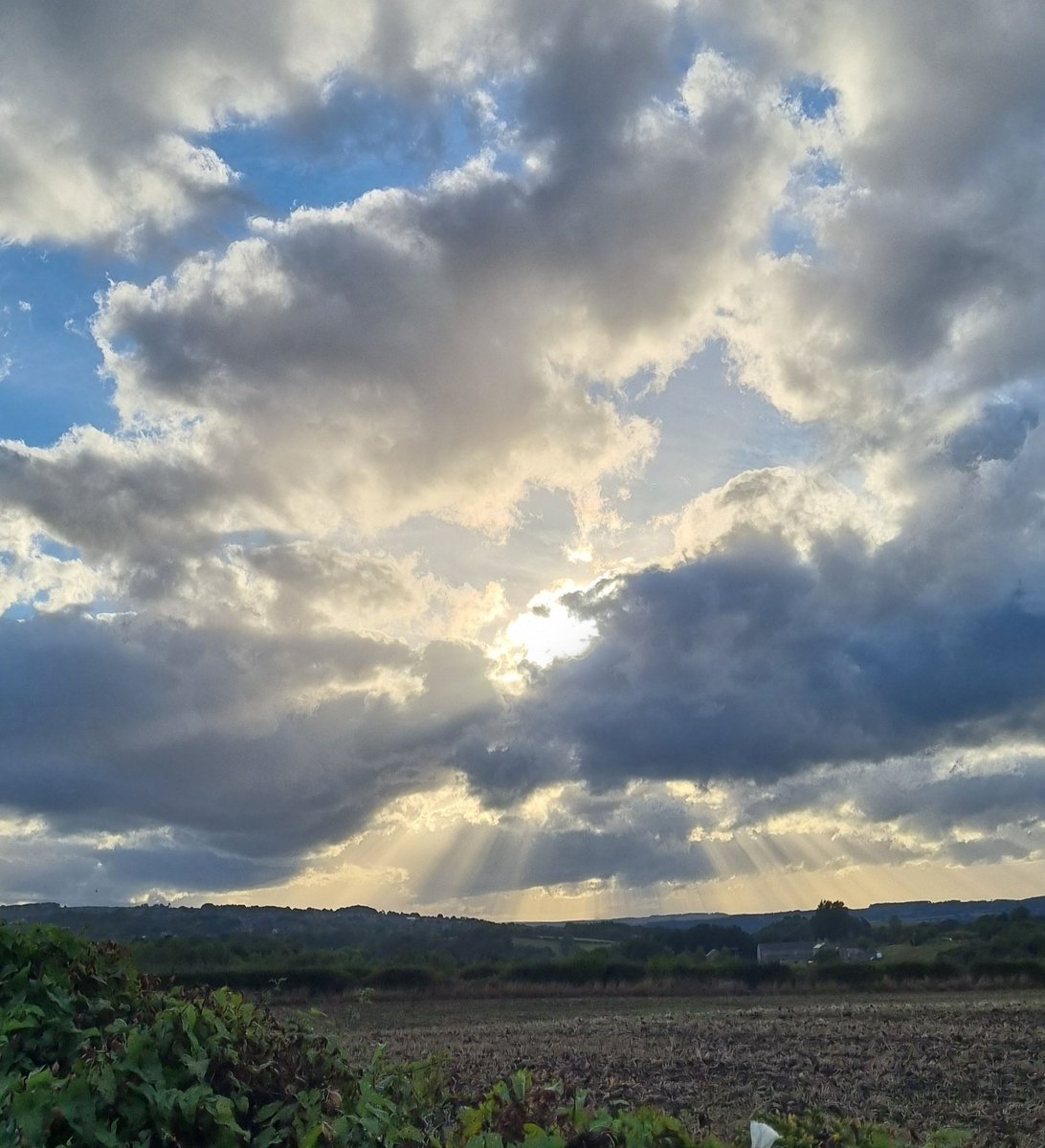 Lamnguin's tweet image. Teatime wander