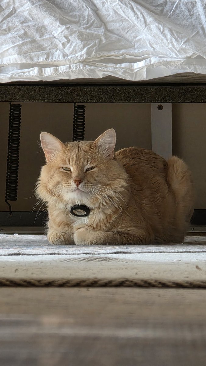 DastushGames's tweet photo. @xootynator Lots of fuzzy friends https://t.co/3l9Jb0f0OR