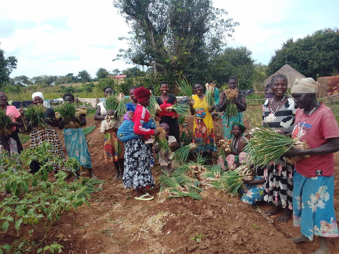 afce_uganda's tweet photo. It’s harvest time! Farmers beam with joy as their onions are lifted from the soil. A proof that months of struggle and care finally yield fruits. Every bulb tells a story of resilience, hope &amp; livelihood. @OxfaminUganda #BRG https://t.co/qLe0olOKre