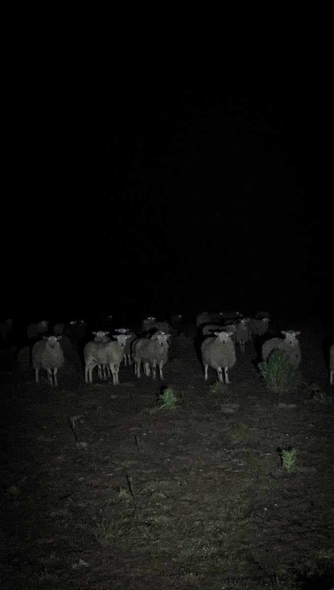 thought i was being followed by someone but it was just sheep