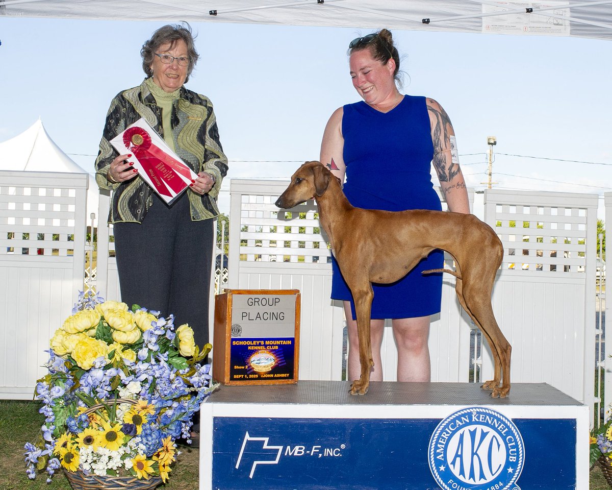 TwoMares's tweet image. #2 NOHS
#22 Breed
#24 All Breed
And that doesn’t even count the points from our Group 2. Fighting tooth and nail for every point but this girl is going places and I won’t let my skills be what holds her back!