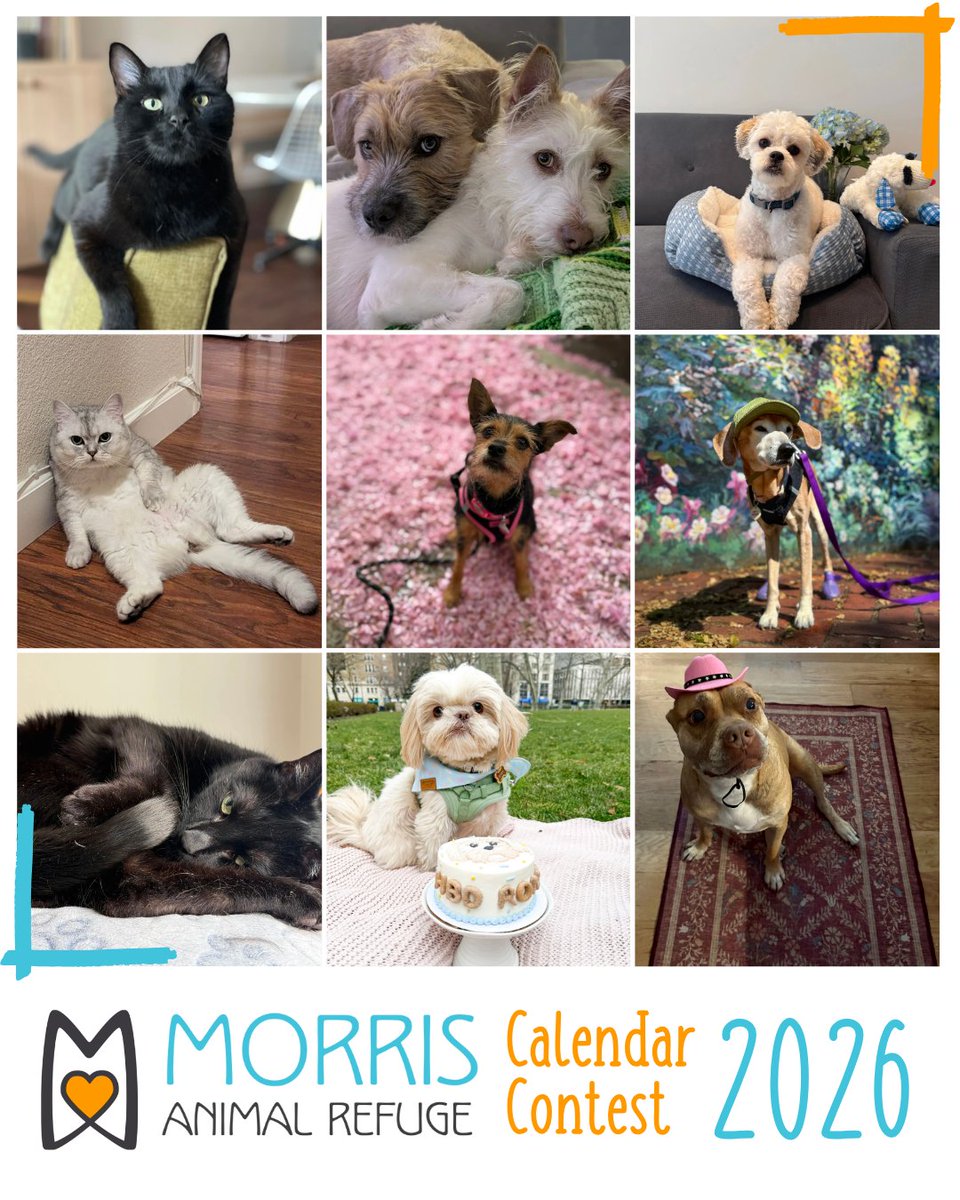 MorrisAnimal's tweet photo. 🐾 Our 2025 Calendar Contest is heating up! Vote for your fave pets for just $1, enter your own, and watch for surprise bonus votes HERE: https://t.co/vpL11BtxNK
👀✨ https://t.co/hQgRpqLrBO