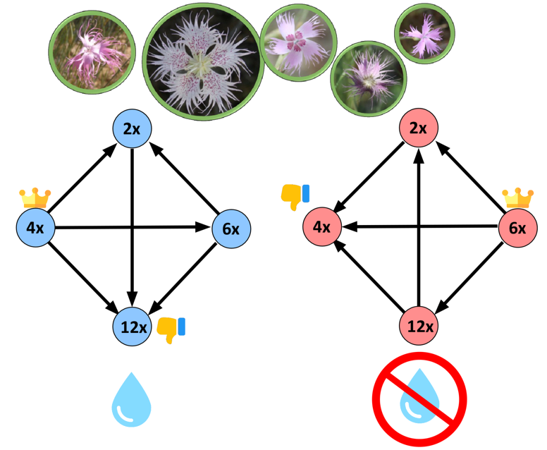 fbalao's tweet photo. Our findings offer valuable insights into how environmental conditions and ploidy levels interact to shape ecological relationships and cytotype distributions, enhancing our understanding of the long-term establishment and persistence of polyploids. https://t.co/MMSbkQviAU