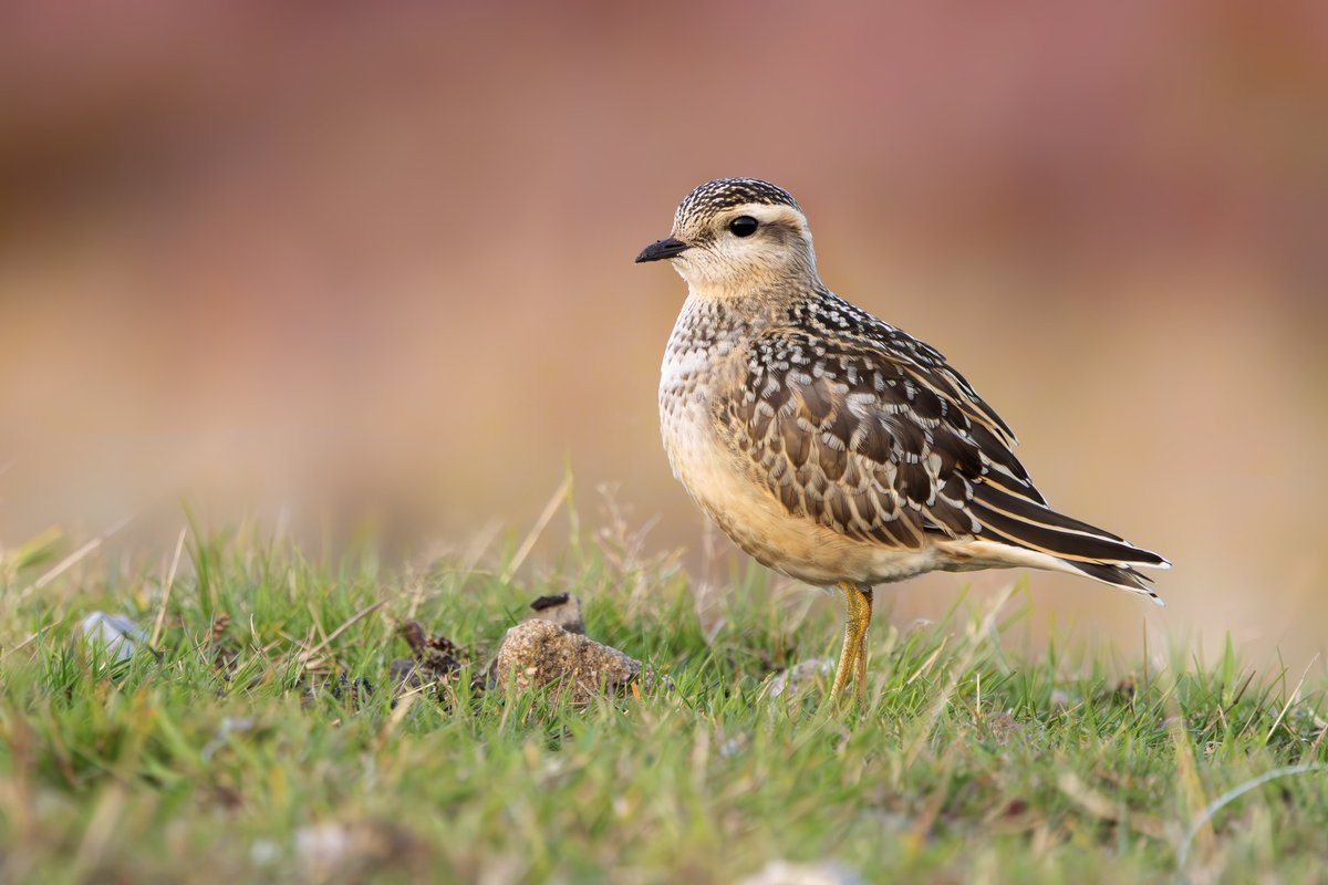 Miles Cluff tweet media