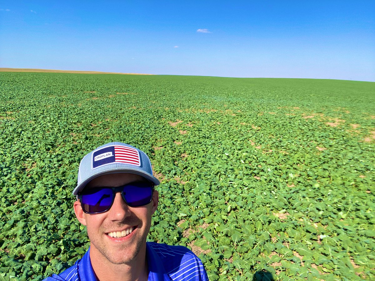 An ocean of CROPLAN Winter Canola