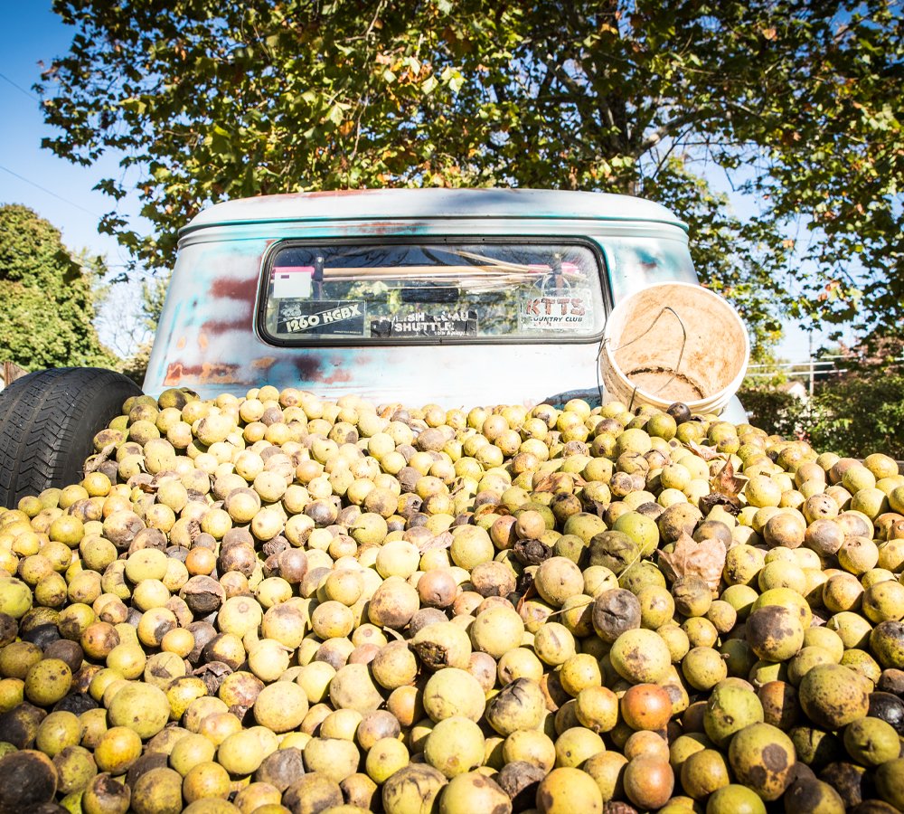 The 2025 #BlackWalnutHarvest will run 10/1 - 10/31.  Join us in our annual Harvest, create lasting memories and connect new generations.

Learn more &amp; find your nearest buying location: black-walnuts.com/discover-harve…

#blackwalnuts #wildfoods #HarvestSeason