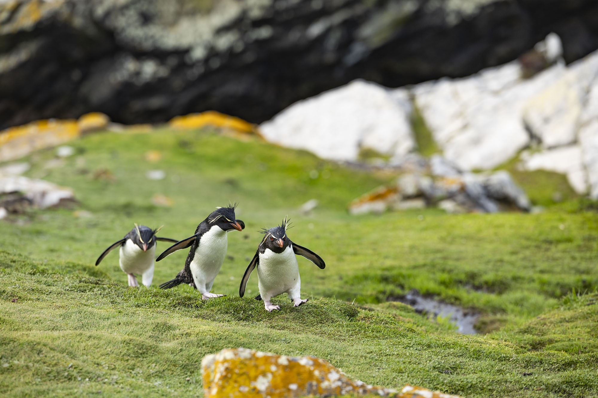 ペンギン剥製 2025年最新】Yahoo!オークション -ペンギン 剥製の中古品・新品