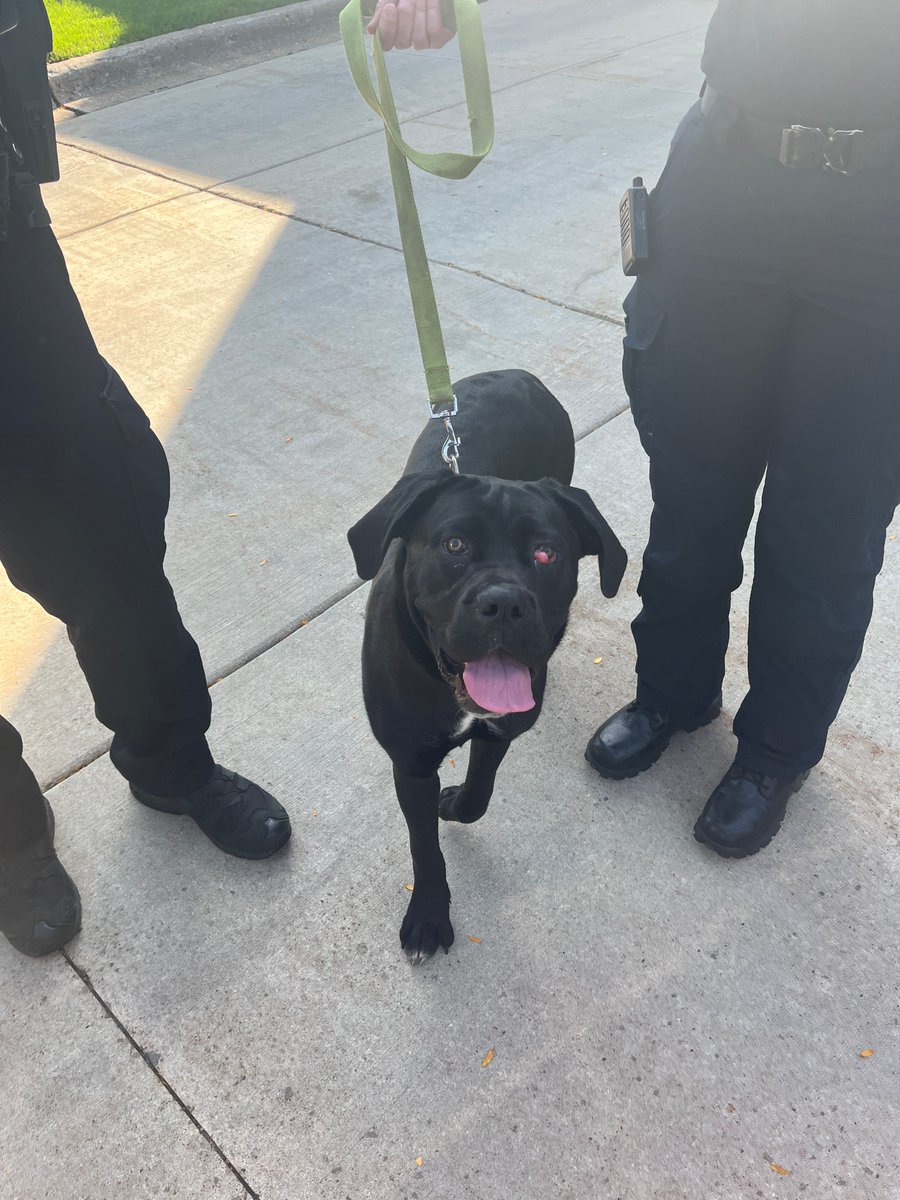 This Dog was located in the 75th and Concord area, and placed at the SSP Animal Hospital for owner pick up.