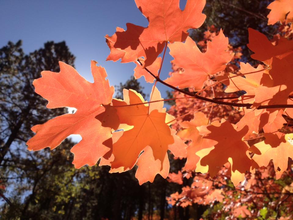 Fall is just around the corner! In many parts of the country, the brisk autumn air brings vibrant colors, stunning scenery, fall festivities, and more. Remember to check ahead of your visit for trip planning, rules, weather, and safety considerations.