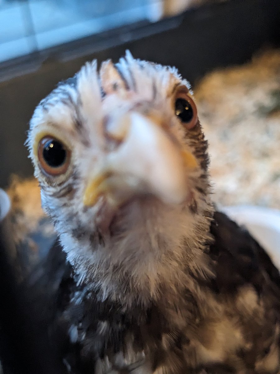 cotcot_codec's tweet image. Déjà mise sur insta mais jme suis dit que tout le monde avait besoin de voir cette beauté