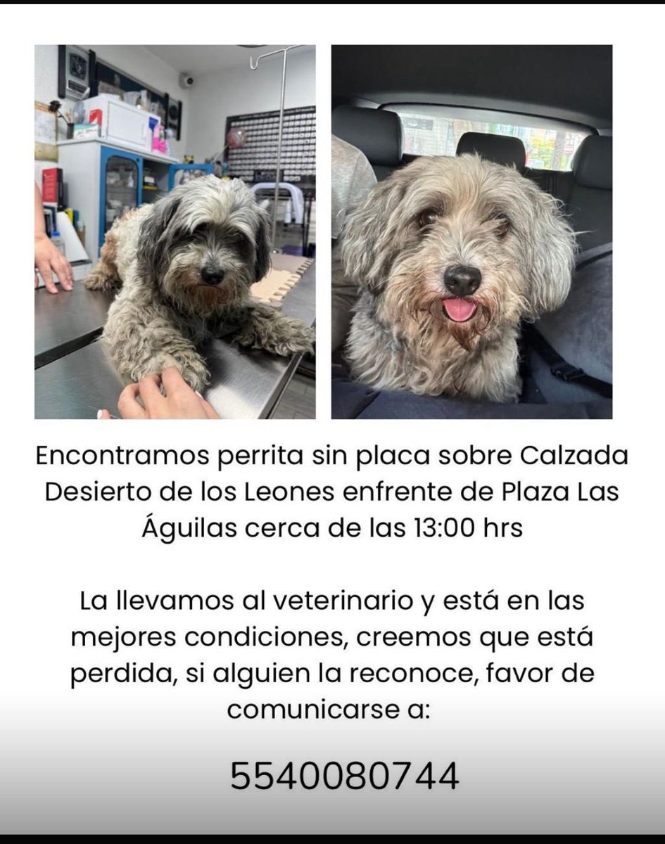 Perro encontrado ⁦<a href="/LasAguilasCDMX/">LasAguilasCDMX</a>⁩ ⁦<a href="/PrrosPerdidosMX/">PerrosPerdidosMx</a>⁩ ⁦<a href="/MascotasSismo/">Mascotas Sismo</a>⁩