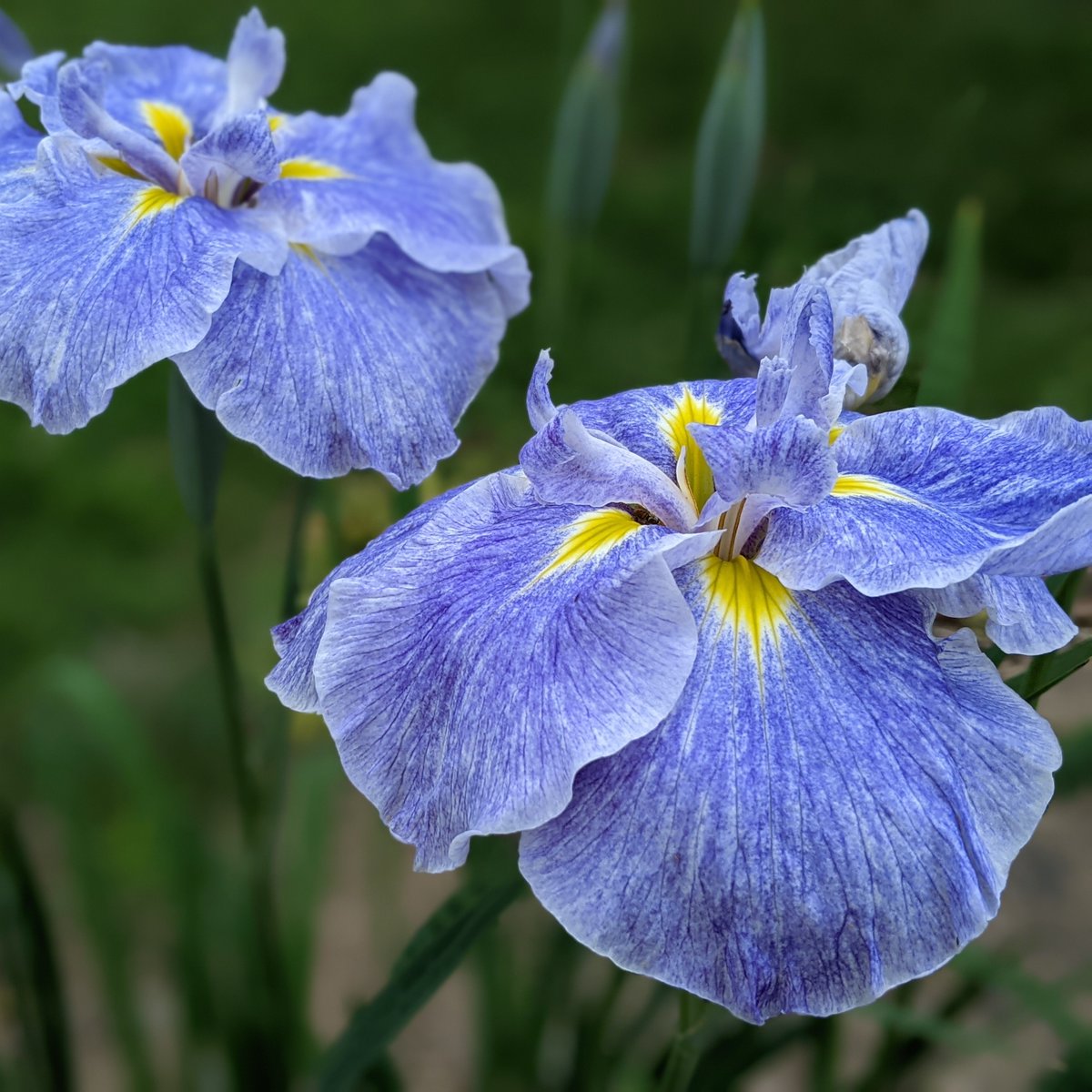 Sofiimagines's tweet photo. #flowers #bloomscrolling #photograghy #googlepixel3 https://t.co/d48KQjlZDH