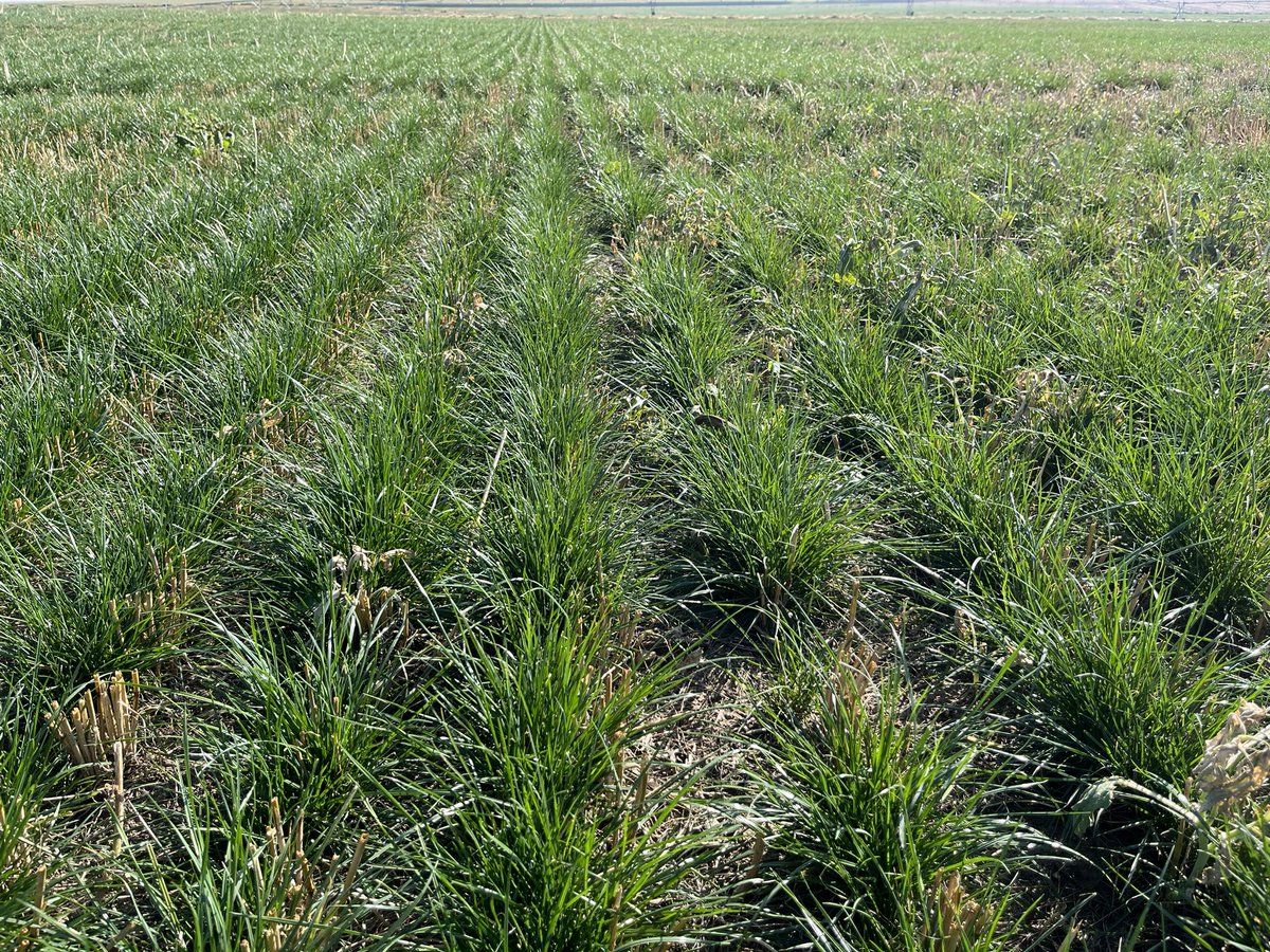 BY_JSchmidt's tweet photo. Perennial ryegrass in SAB is looking great going into the fall for next season!
Looking to diversify crop rotation or try something new for next year then perennial ryegrass or tall fescue could be a great option on the farm. Reach out to me or @BrettYoungSeeds to learn more! https://t.co/2tW0nZcrqN