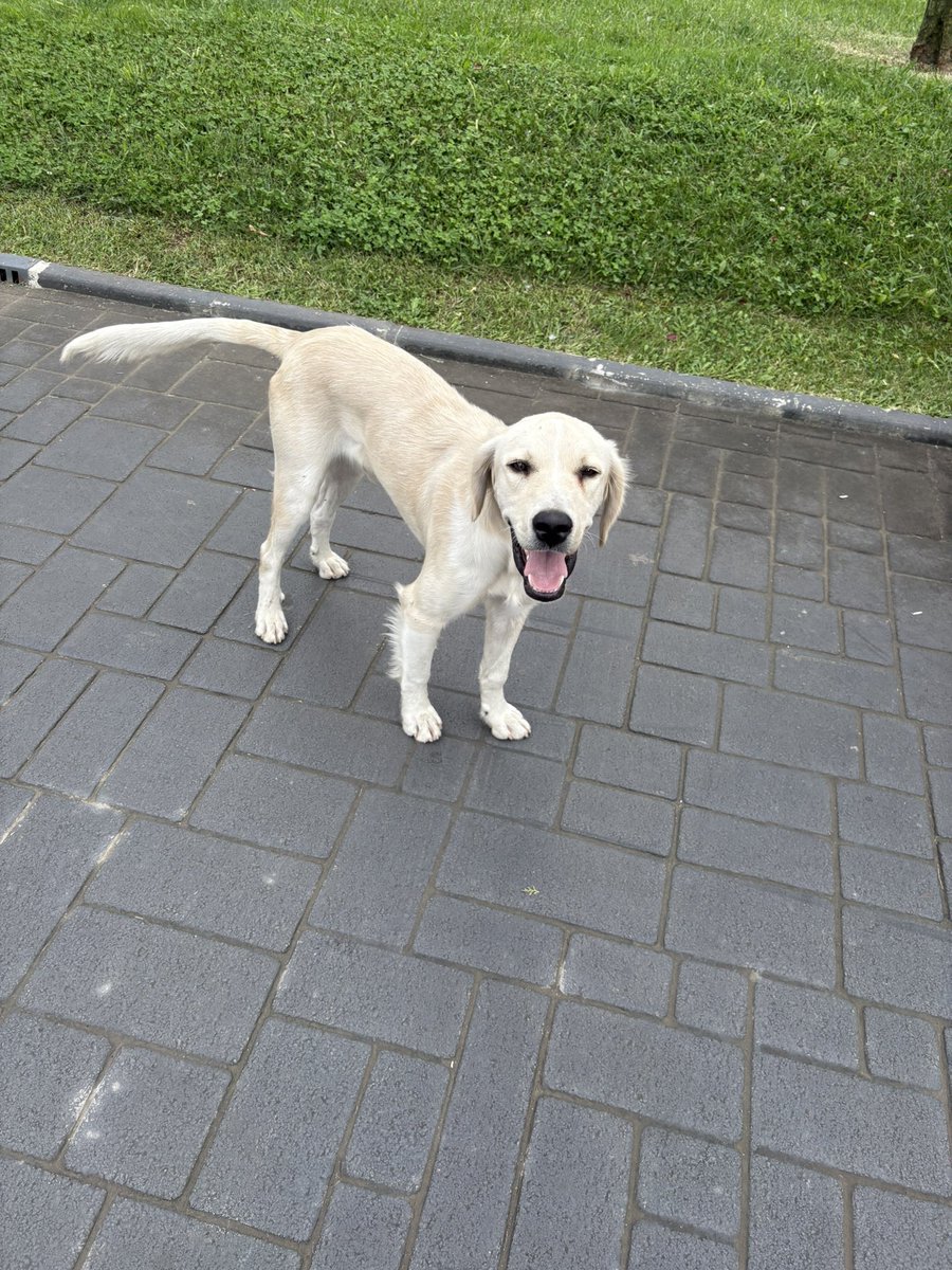 cnszSahra's tweet photo. Yuva İlanı… Trabzonda bu canı 3 gün kadar önce parka attılar. Çaresizce koşuşturup duruyor. Çok akıllı, uysal bir can. Evde agresif bir köpeğim olduğu için alamıyorum. Lütfen birisi sahip çıksın. Benimle iletişime geçebilirsiniz. @serenseren14671 @nesliko @minkominkom #trabzon https://t.co/JYxPAdz29a