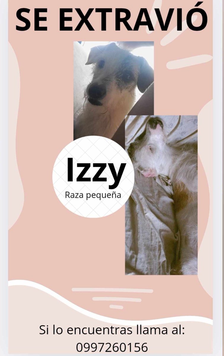 AlertaMePerdi's tweet image. #PERDIDA #GUAYAQUIL
Nombre: #IZZY
Fecha: 16/09/25
Sector: Sur, 35ava. entre Cuenca y Brasil 
Sexo: Hembra
Raza: Mestiza 
Obsv.: Tiene zonas oscuras en el hocico y alrededor de los ojos, lado izquierdo 
Contacto: 0997260156
¡Ayúdala a volver con su familia!
#AlertaMePerdí