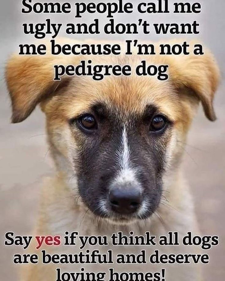 Beyond The Leash (@beyond_theleash) on Twitter photo 