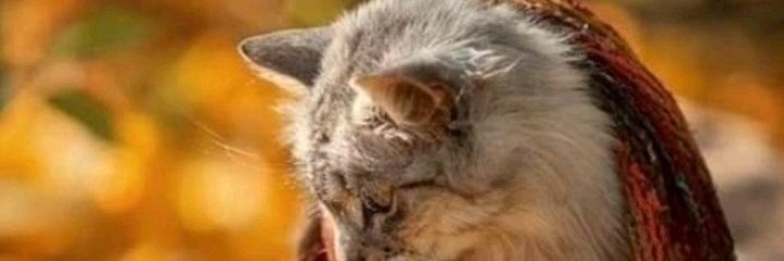 Buona serata, nuovo profilo, autunnale, settembre, firmato da Monica Rossi l,