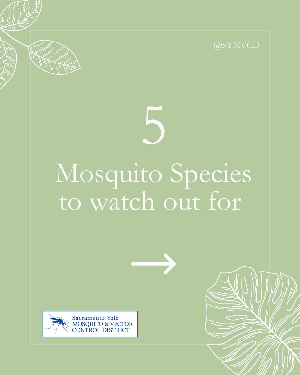 Sac-Yolo Mosquito tweet media