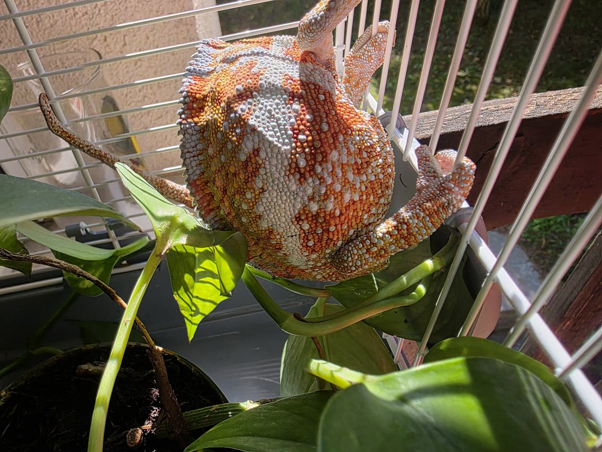 iamreloading's tweet image. Tomky 2025