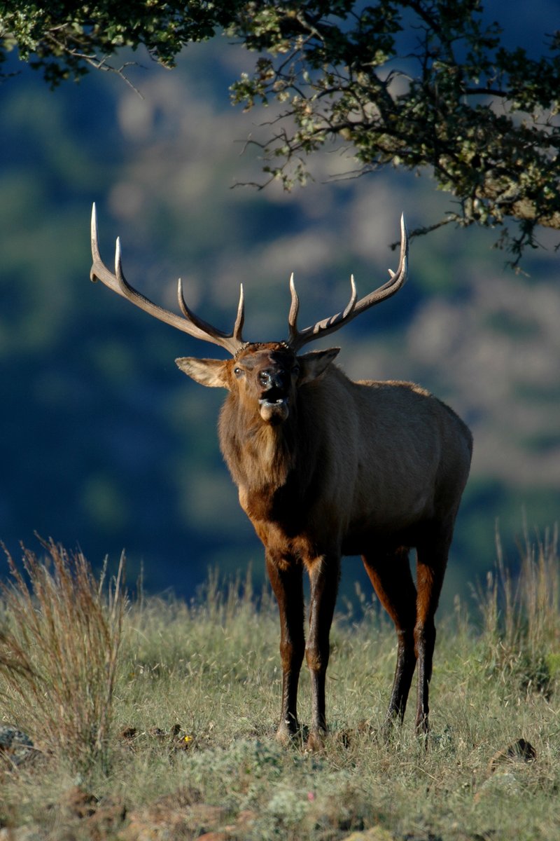 U.S. Fish and Wildlife Service (@usfws) on Twitter photo What's that sound? September is when rut starts for most elk in North America. Bull elk bugle to  attract cows or let other males know how big and strong they are. It can sound eerie but is an iconic sound in places where elk are found.
📸: Kenny Seals at Wichita Mountains What's that sound? September is when rut starts for most elk in North America. Bull elk bugle to  attract cows or let other males know how big and strong they are. It can sound eerie but is an iconic sound in places where elk are found.
📸: Kenny Seals at Wichita Mountains