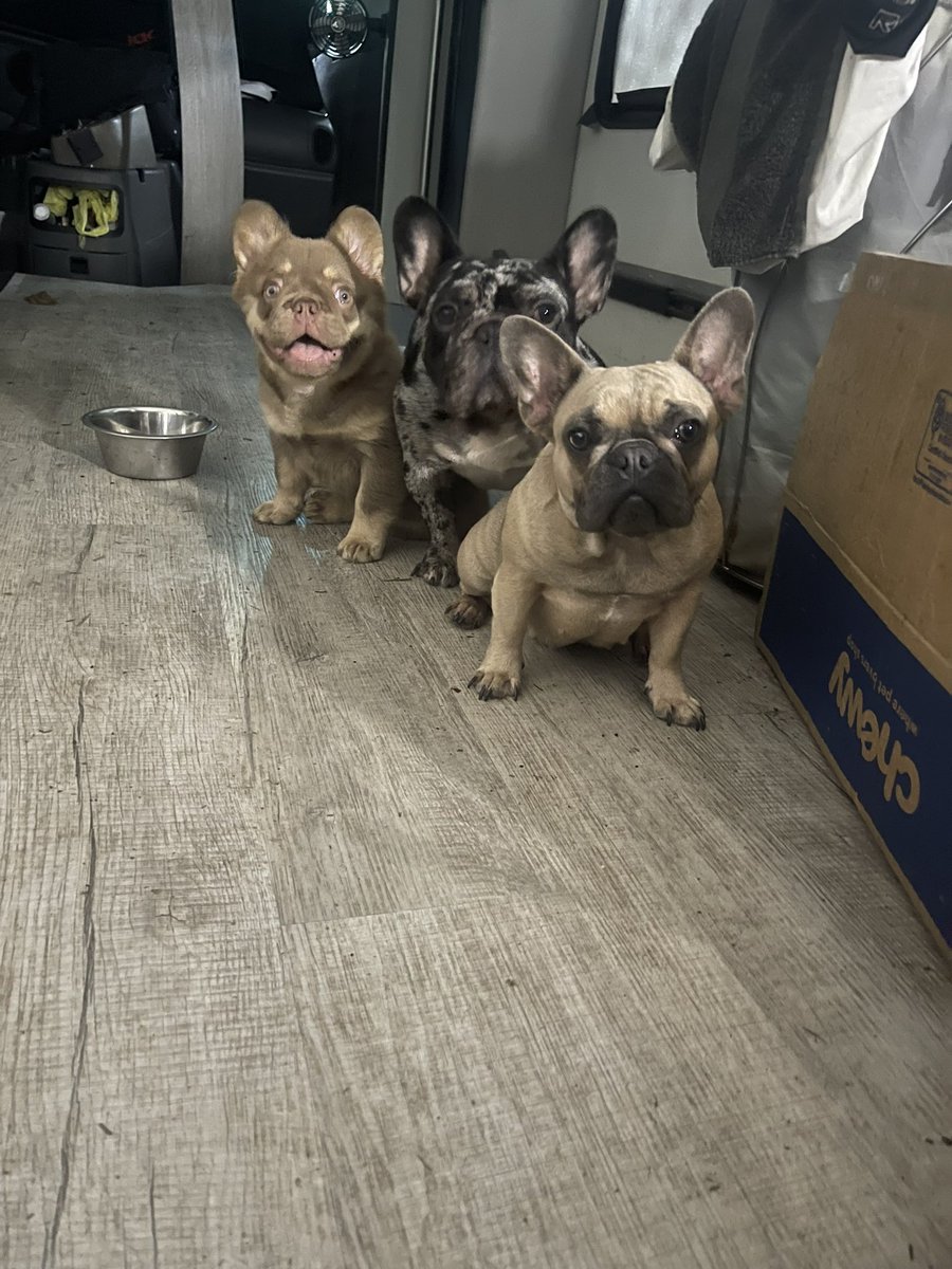 RoadDogLive's tweet photo. Hey guys this is my bus and these are my dogs! (One not pictured, haha) join me as I live stream my daily life living in my shuttle bus conversion! https://t.co/BPXbgAq9l2