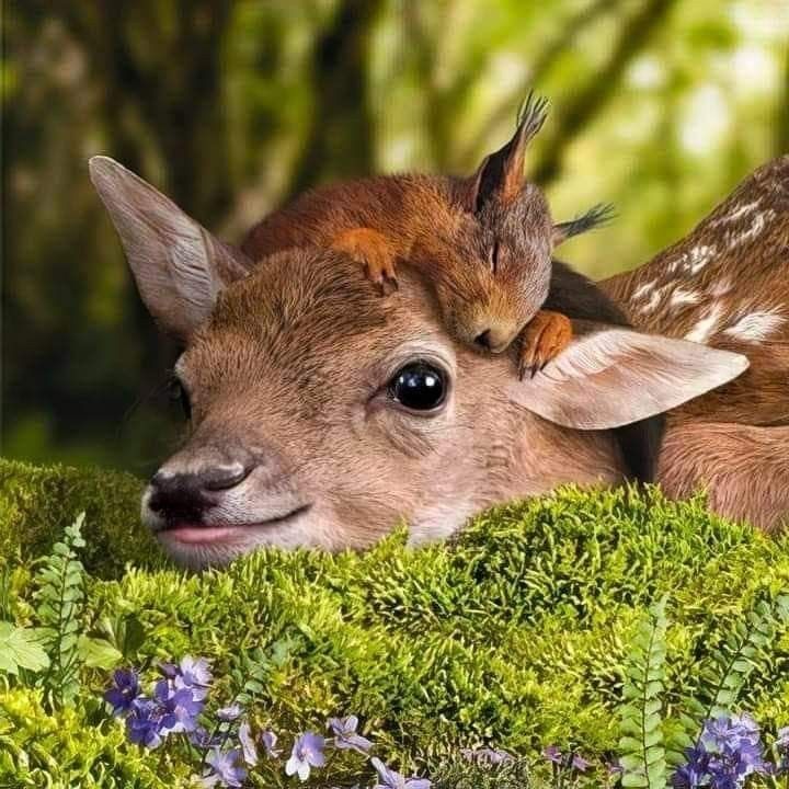 ELEONORA tweet media