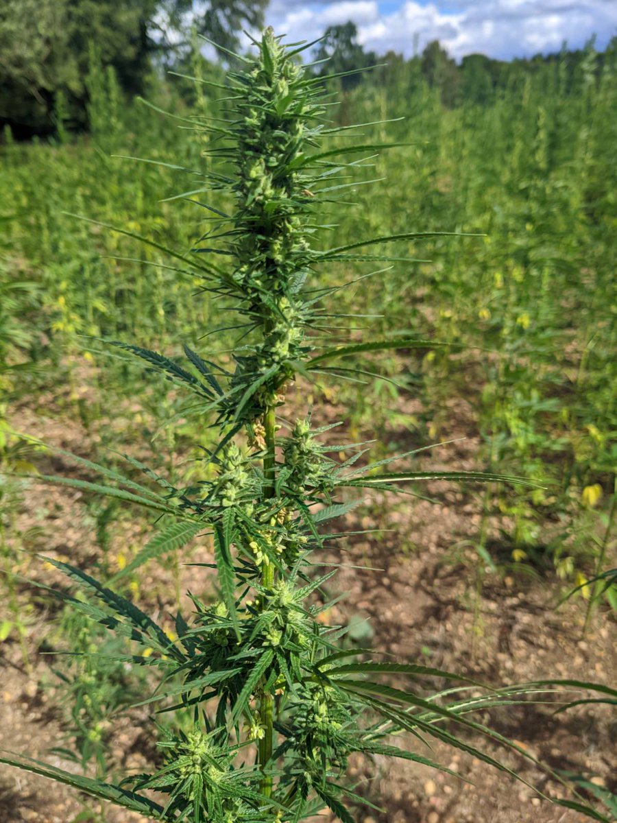 Harvest season is here! 🌿 From next week, we’ll be in the fields reaping the bounty of another season of hemp grown with care and community. We will be harvesting for seed and fibre. 💚

Here’s to another season rooted in hope, resilience, and the power of this incredible plant.