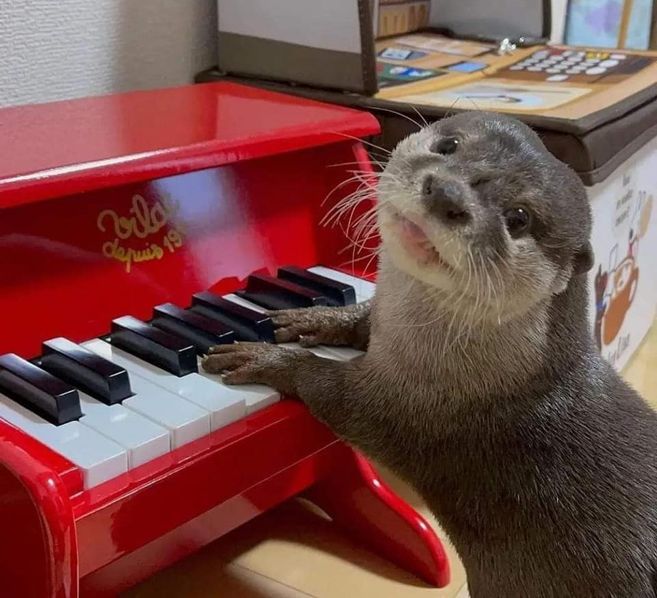 In Otter News.... tweet media