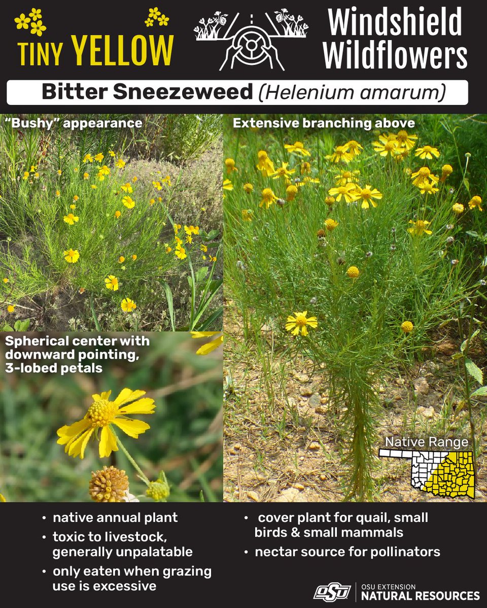 Tiny Yellow Windshield Wildflowers

Common Broomweed (Amphiachyris dracunuloides)
- Yellow flowers at top of plant
- Leaves narrow
- 6-10 ray flowers (outer petals)
- 10-50 disk flowers (flower center)
- Single woody stem with branching above

Native Range: Entire State of