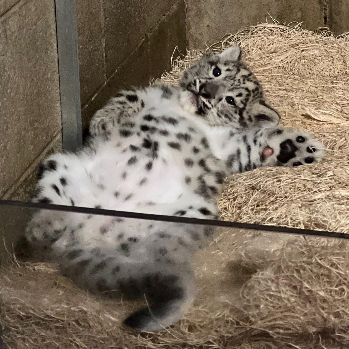 Fall trend report: fluffy bellies and toe beans 🍂

📷: Zookeeper Hannah