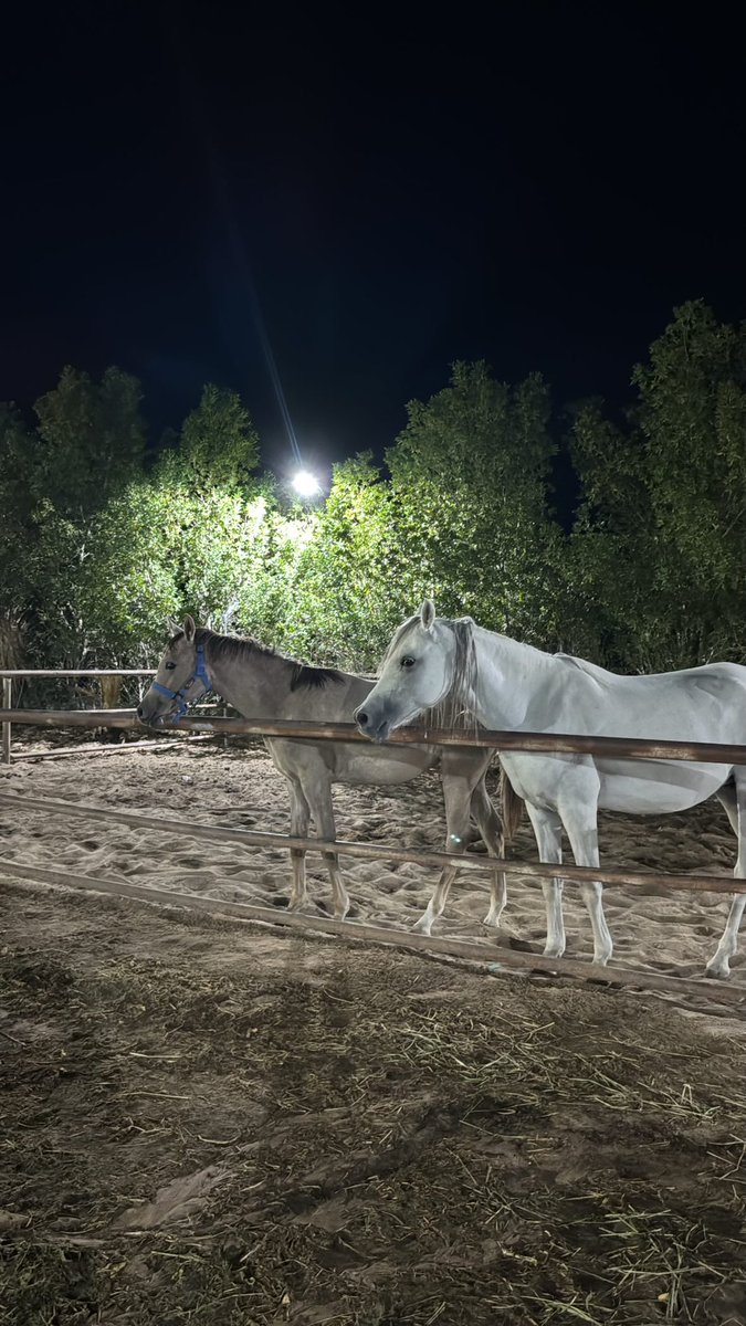 عـبدالله بن محمد (@3llksa) on Twitter photo 