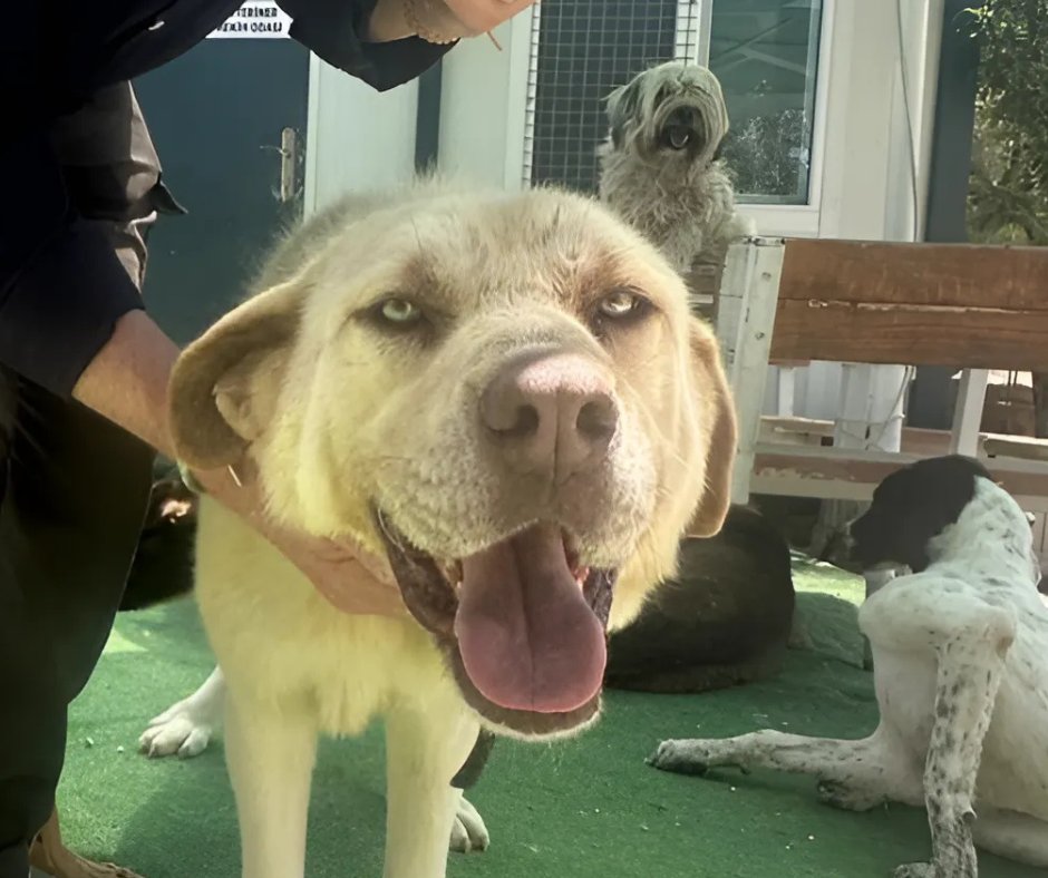 DogDeskAction's tweet photo. ๐ข Join us tomorrow for a very special day #Papatyasday!
On the Edge of Survival
Leishmaniasis: The Hidden Threat
Rescue or Risk? The Crays Hill Case
Plus news & stories of our rescue dogs ๐พ๐
#DogRescue #AnimalAction https://t.co/VPlo7i5Jft