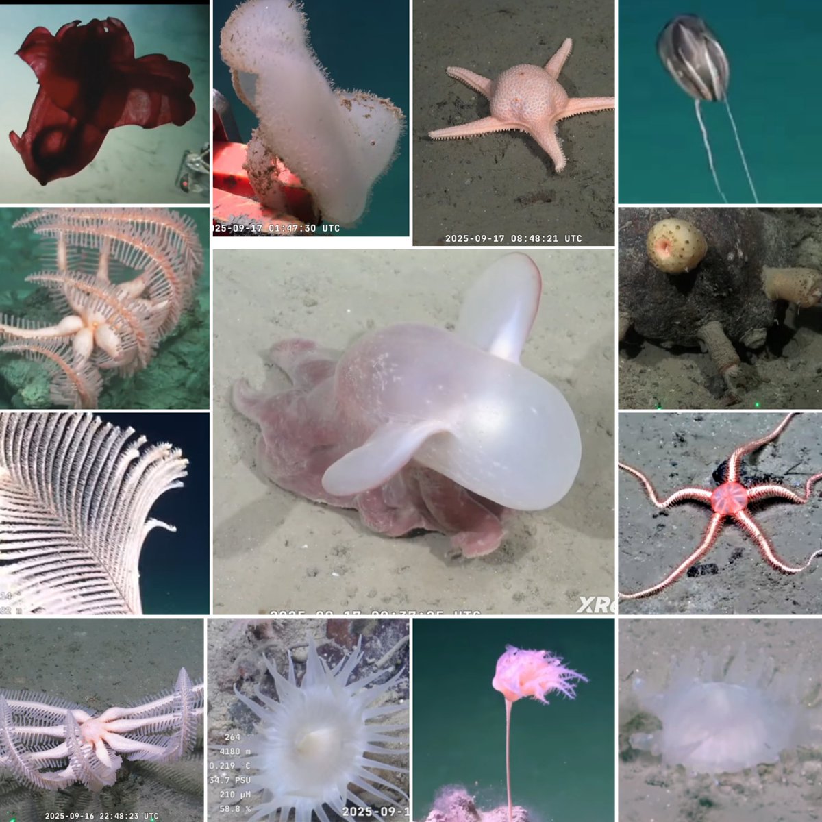 Y así se despidió el Subastian a 4200 m de profundidad. 
Gracias por tanta belleza! 
#UruguaySUB200