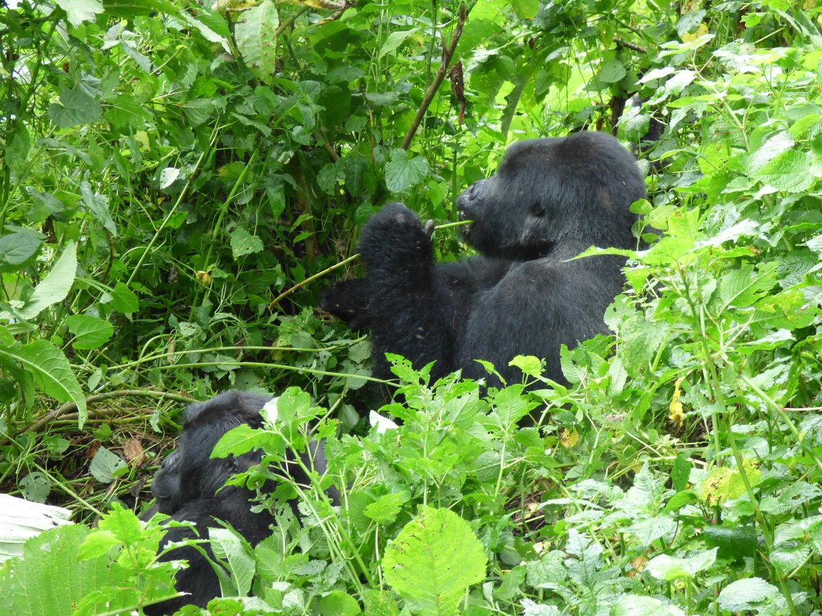 Why Uganda for a safari? Because Europe’s dream of wild, intimate wildlife encounters comes to life in the Pearl of Africa. Ready to plan an unforgettable escape in Uganda.
Explore more: 🔗trekgorillasafaris.com/10-days-best-o…
📩Contact: info@trekgorillasafaris.com
#italiaestonia  #gorilla