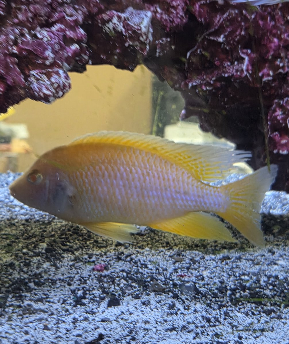 beitalsNY's tweet photo. Another beautiful #unique #cichlid. #LIVINGART @beitalsNY #aquariumcleaning 
#tropicalfish #fishtank #freshwater #saltwater #reef #coral #animals #shopping #plants #interiordesign #architecture #newhome #gifts #fishstore #homedecor #fish #aquarium https://t.co/rYztNbmyeZ