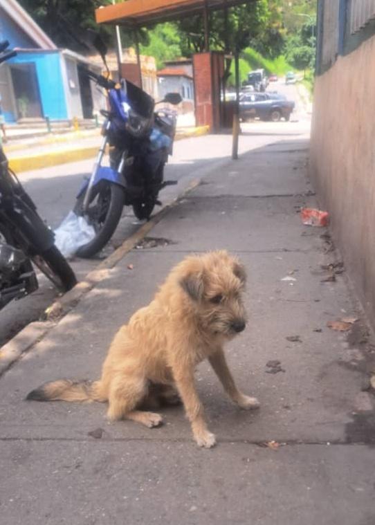 PerroUsuario Wof '•' (@perrousuario) on Twitter photo URGE hogar temporal o definitivo RP <a href="/maritesotelo/">Marite Sotelo</a>: 🚨🚨Difundir por favor.
Recien abandonado perrito macho.
Tiene 3 días en la calle #LaQuebradita, Caracas mas informacion ☎️0412-3092922 URGE hogar temporal o definitivo RP <a href="/maritesotelo/">Marite Sotelo</a>: 🚨🚨Difundir por favor.
Recien abandonado perrito macho.
Tiene 3 días en la calle #LaQuebradita, Caracas mas informacion ☎️0412-3092922