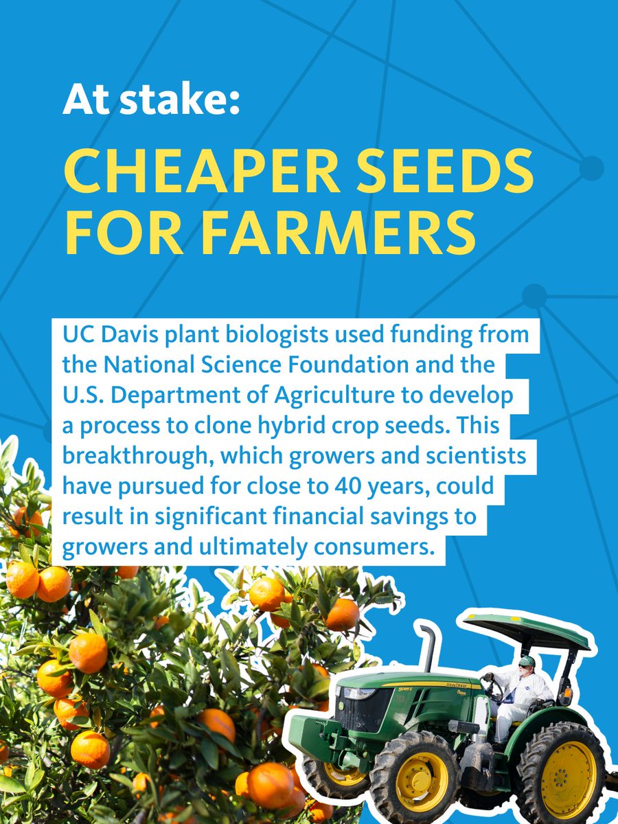 At stake: CHEAPER SEEDS FOR FARMERS

<a href="/ucdavis/">UC Davis</a> plant biologists used funding from the <a href="/NSF/">U.S. National Science Foundation</a>  and the <a href="/USDA/">Dept. of Agriculture</a> to develop a process to clone hybrid crop seeds. This breakthrough, which growers and scientists have pursued for close to 40 years, could result in significant financial