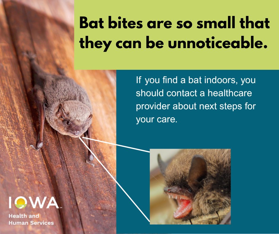 Be aware if you find a bat indoors. A bat bite can be so small that it may be undetectable. If you don’t know if the bat touched you, your family or pet, then you are considered potentially exposed to rabies  If a rabid bat bites a person, vaccines are needed to prevent rabies.