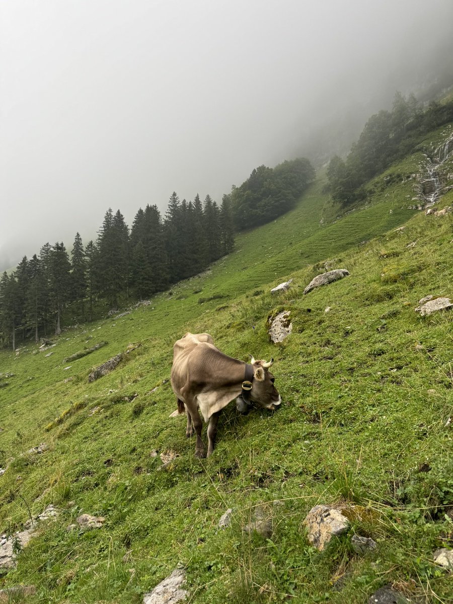 илона, через і tweet media