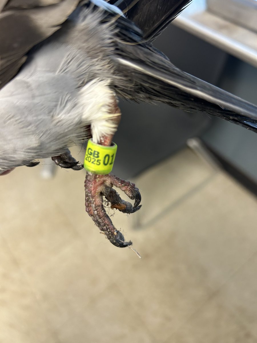 Weirdest thing found on a golf course, a racing pigeon from Great Britain nonetheless. It’s hanging out in the shop at the moment and if any of my friends across the pond can point me in the right direction, that would be great!