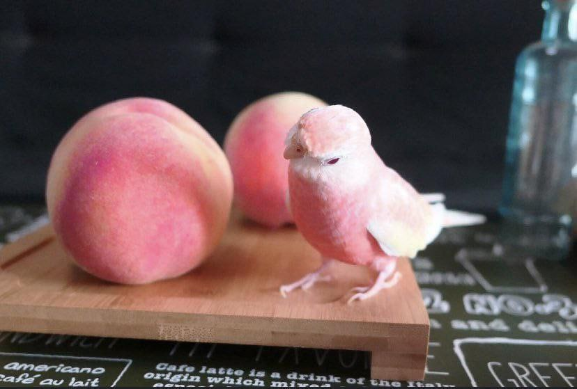 falla3d's tweet photo. Spot the peach that chirps. 🍑🐦 https://t.co/F1dtSyddCj